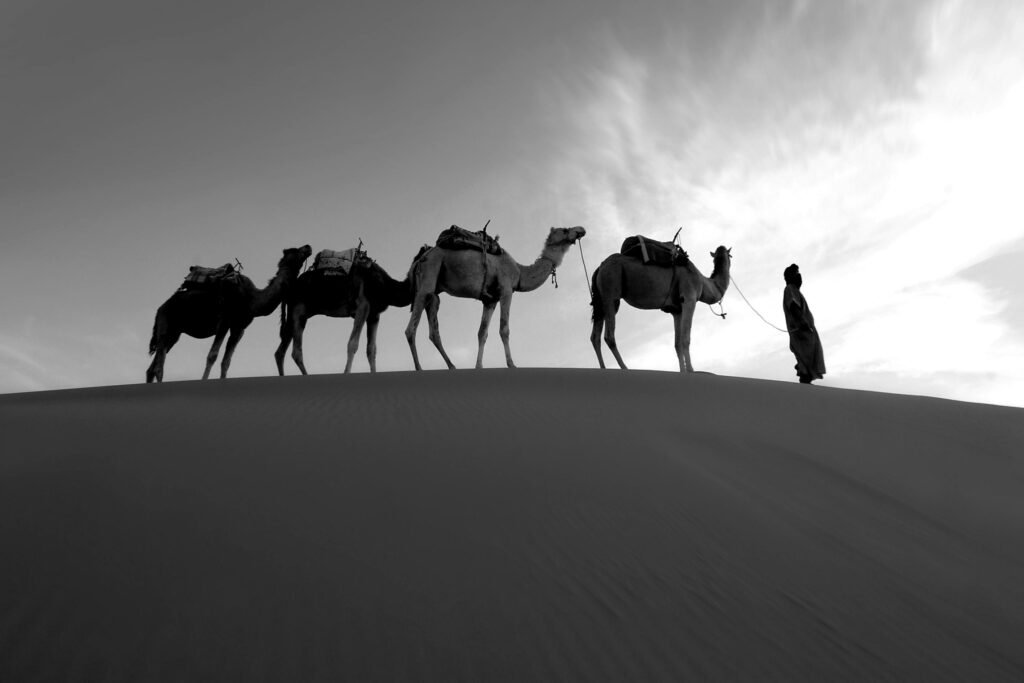 Panoramic view of a camel trekking across the iconic golden dunes of the Sahara desert at sunset, symbolizing a memorable Marrakech desert tour in Morocco.