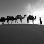 Morocco desert tour showing camels trekking across golden Sahara dunes at sunset.