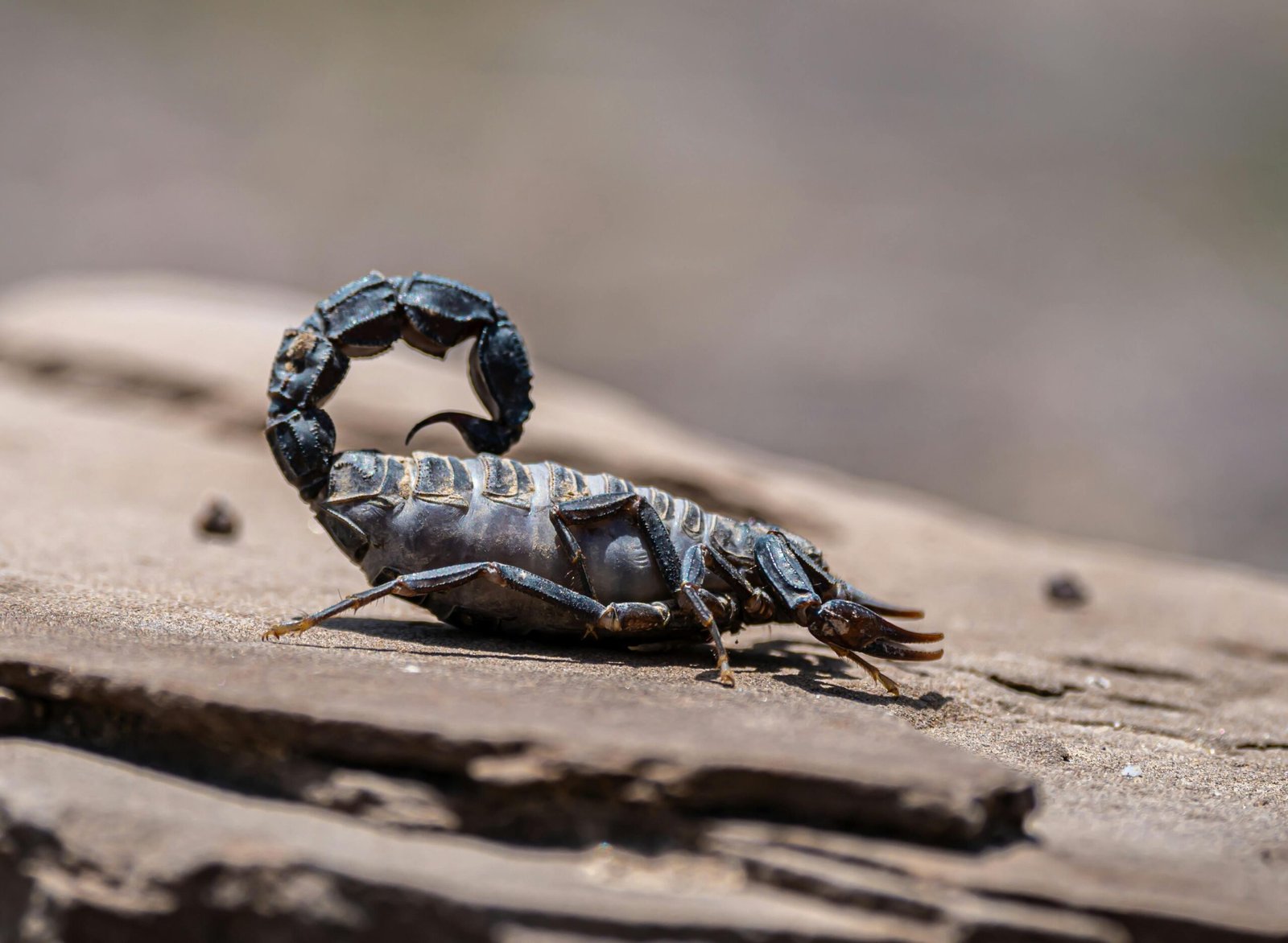 Do Scorpions Travel in Pairs? Understanding Scorpion Social Behavior