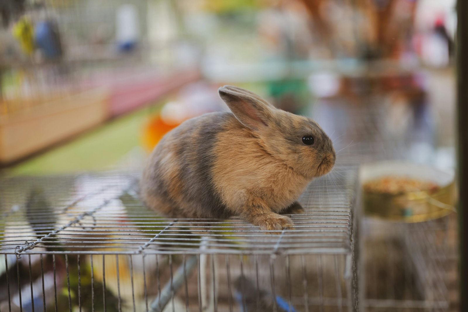 Choosing the Best Rabbit Travel Cage: A Comprehensive Guide for 2025