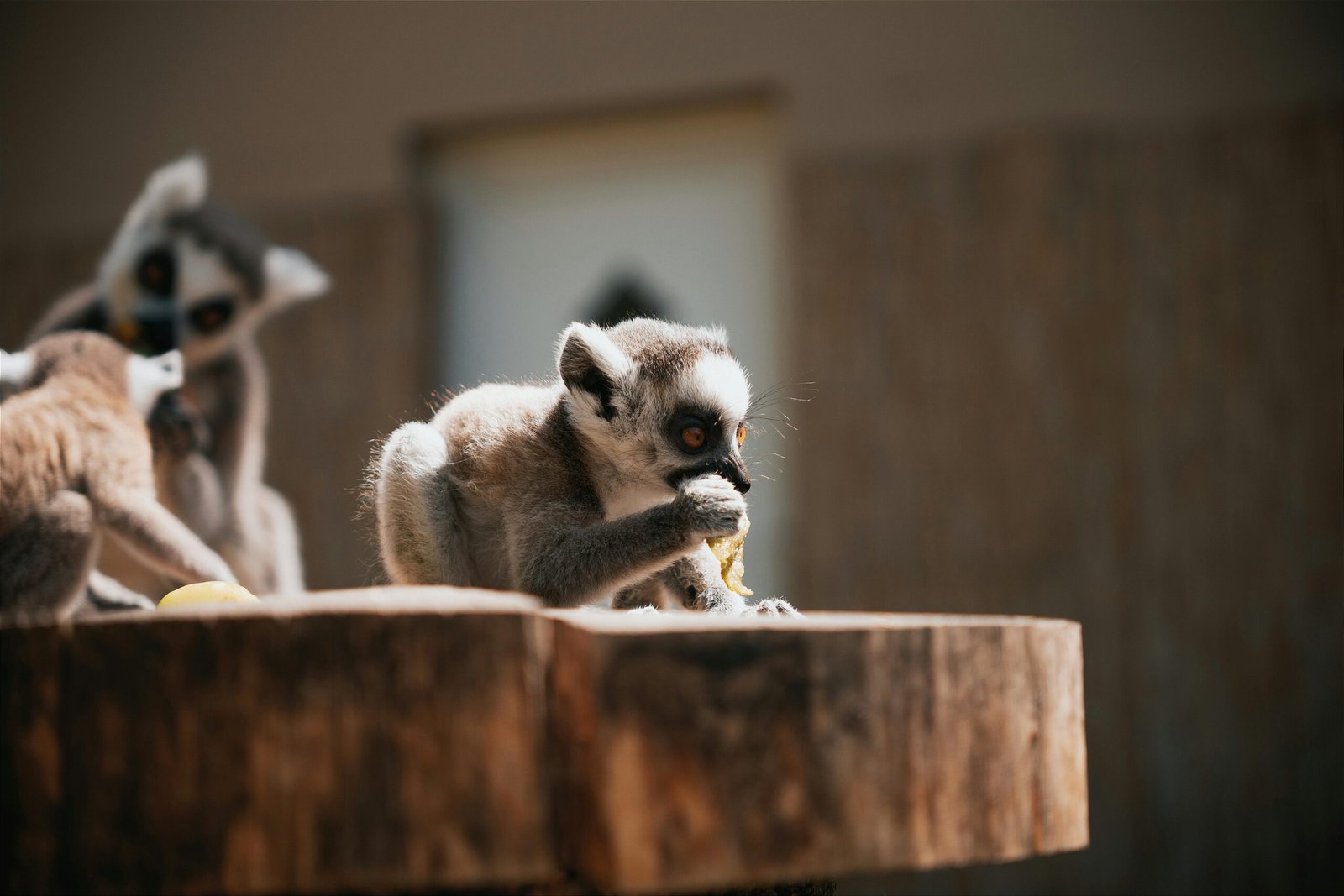 Jungle Terry&rsquo;s Traveling Zoo: An Unforgettable Family Adventure