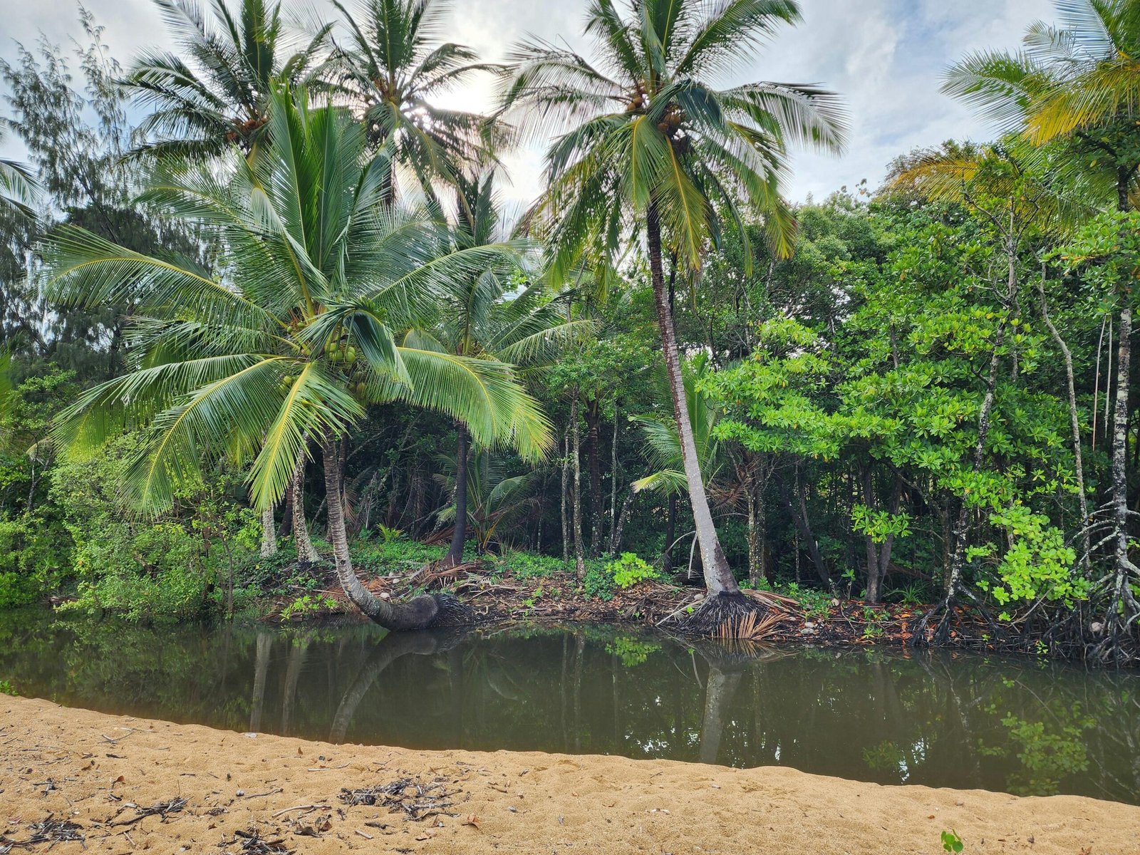 Traveller Palms: Your Ultimate Guide to the Ravenala madagascariensis