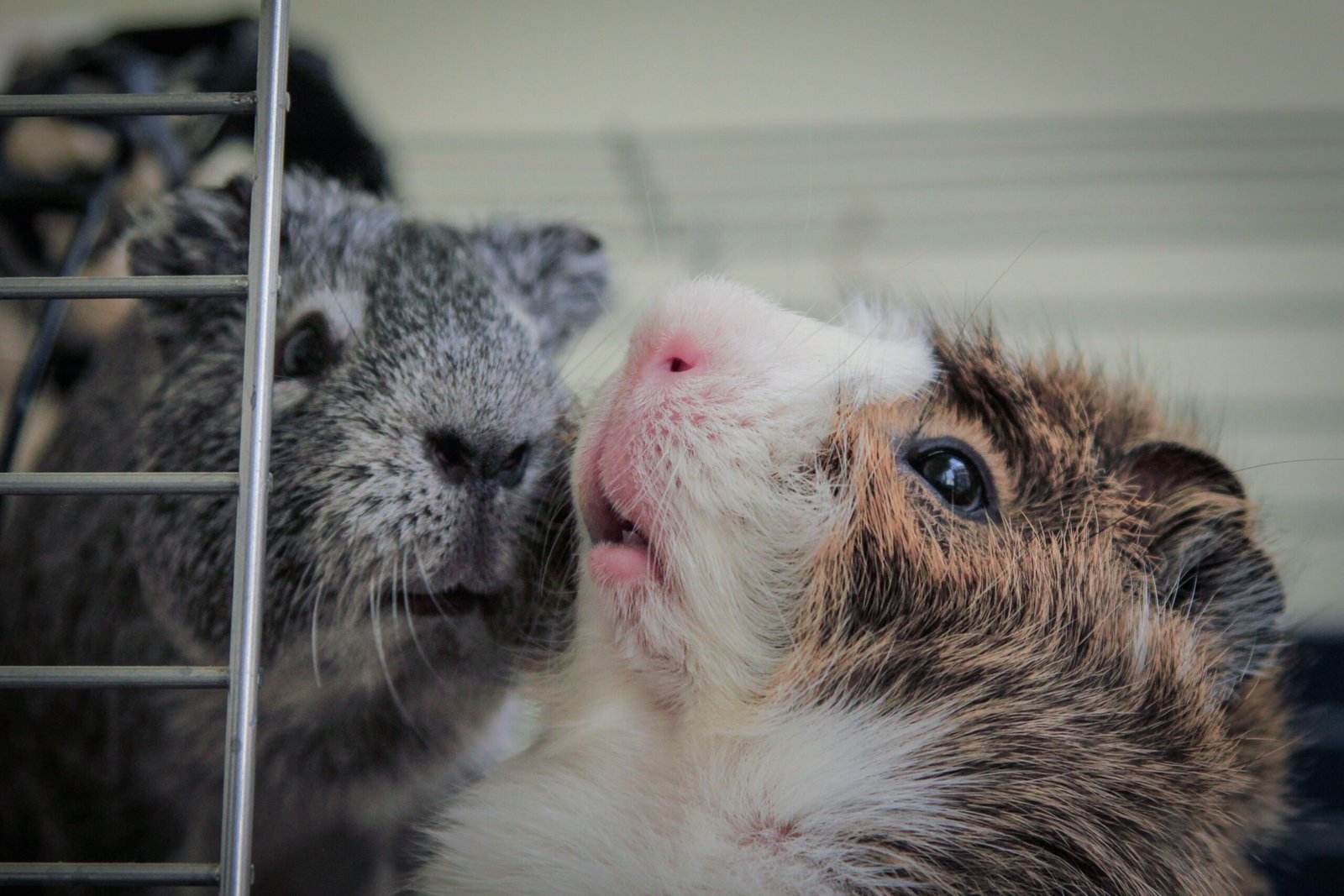 Best Travel Cages for Guinea Pigs: Your Ultimate Guide for Safe Journeys