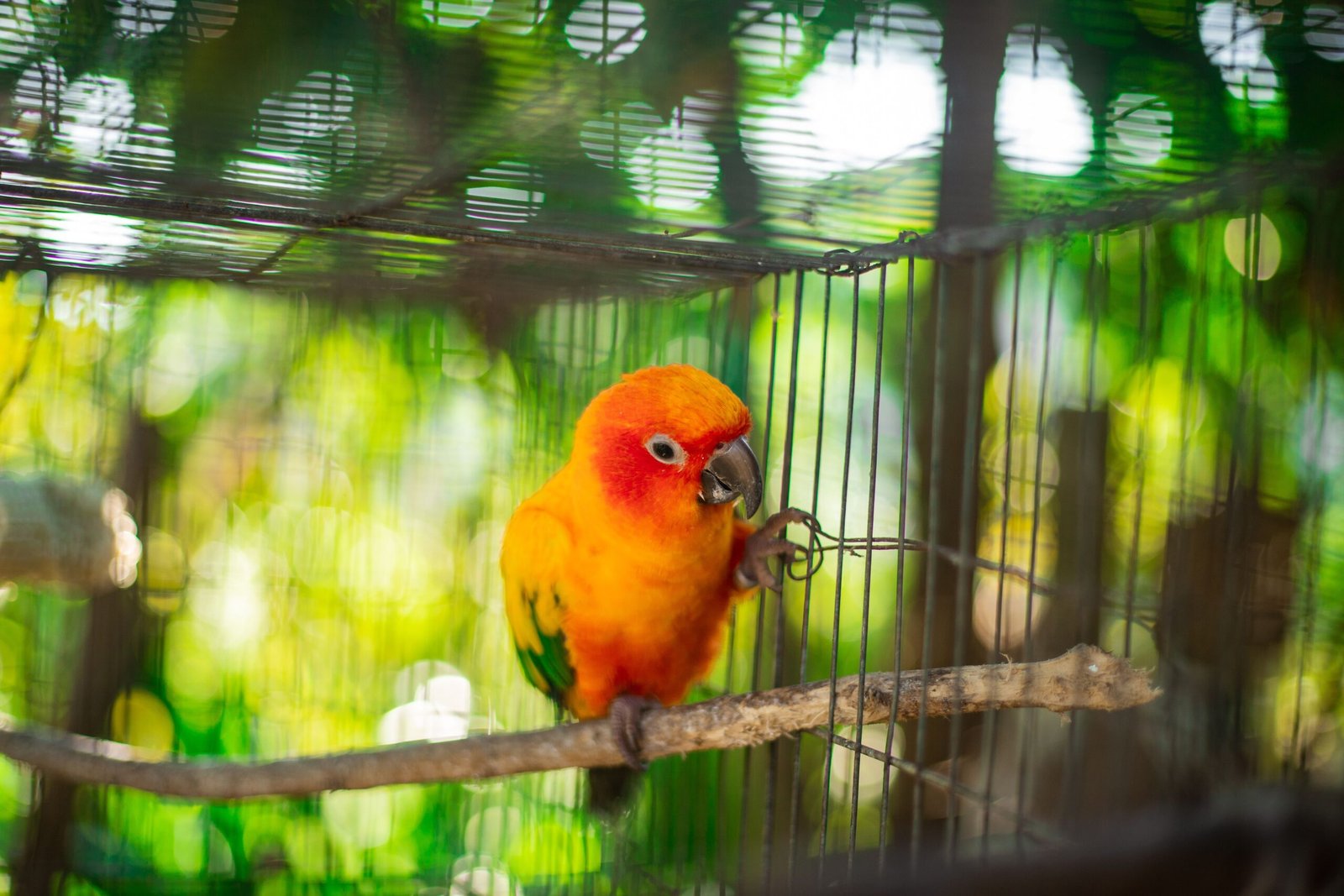 Best Parrot Travel Cage: Secure & Comfortable Transport for Your Bird in 2025