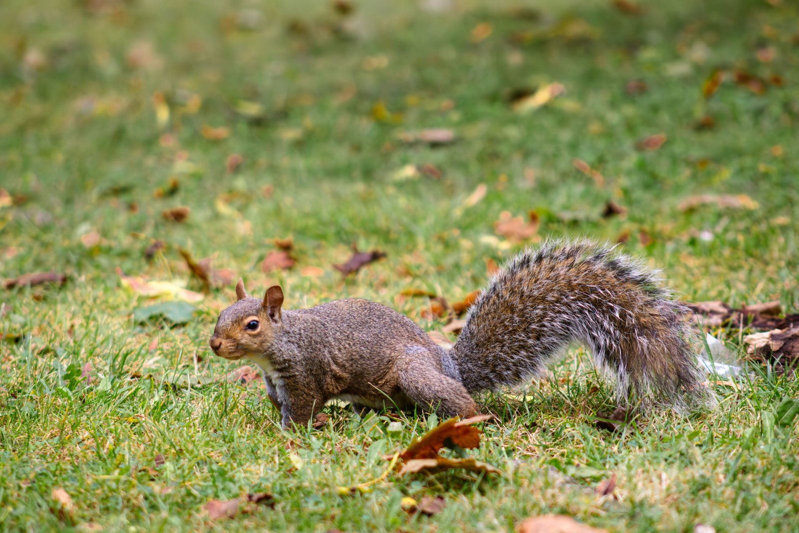 How Far Do Squirrels Travel? Unraveling Their Daily Journeys