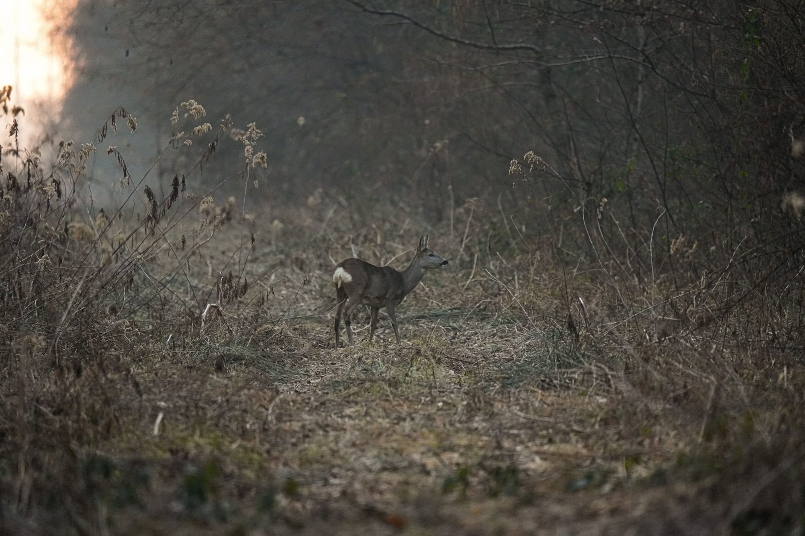 Do Deer Travel the Same Path Every Day? Understanding Deer Movement
